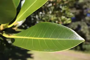 2025-06-30 Scarborough Park - IMG_2920_compressed_q50.webp